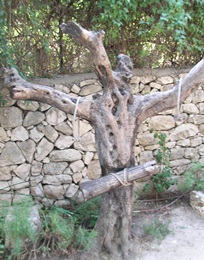 十字架的树